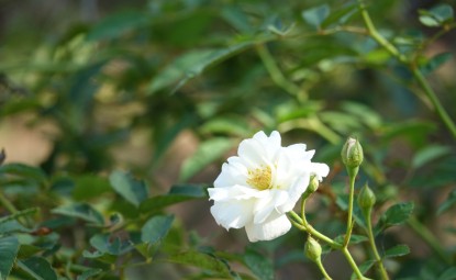 Gardenya Çiçeği Bakımı