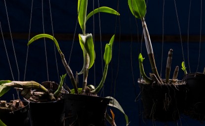 Gece Oksijen Salgılayan Bitkiler