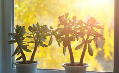 Güneş Işığı Seven Bitkileri Nelerdir?