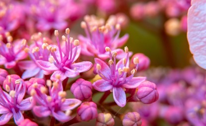 Her Mevsimde Kalıcı Kalan Çiçek Türleri ve Özellikleri