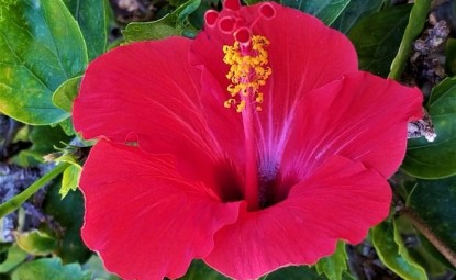 Hibiskus Çiçeği Bakımı