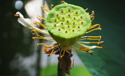 Dünyanın En İlginç Kokulu Çiçekleri