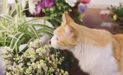 Kedilerin Sevmediği Bitkiler