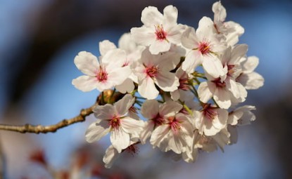 Kiraz Çiçeği (Sakura)