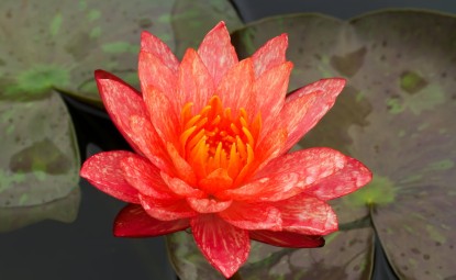Lotus Çiçeğinin Anlamı, Özellikleri ve Faydaları