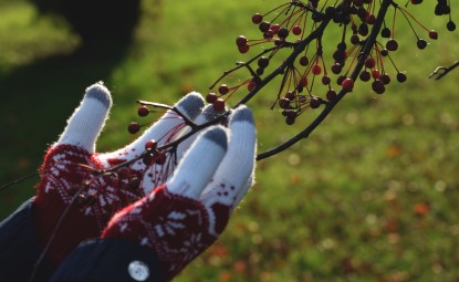 Kışın Bitki Bakımı İpuçları