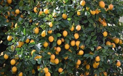 Limon Ağacı Bakımı