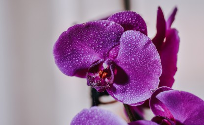 Orkide Çiçeği Bakımı