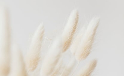 Pampas Çiçeği