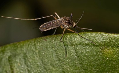 Sivrisinekleri Uzak Tutan Bitkiler
