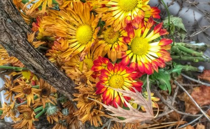 Sonbaharda Ekilmesi Gereken Çiçek Türleri