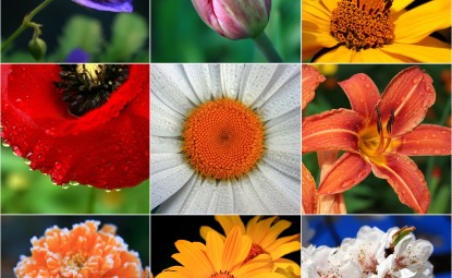 Türkiye’nin Endemik (Yerli) Bitkileri