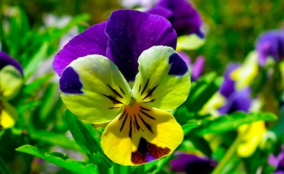 Violet Çiçeği Nedir?